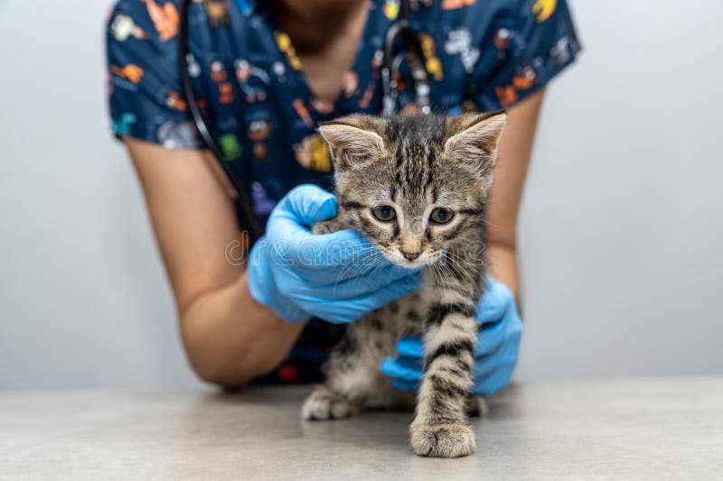 Vacunación de mascotas