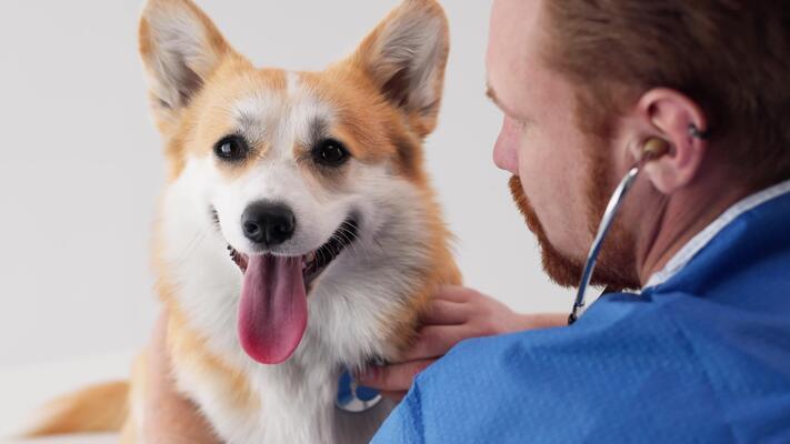 Consulta general veterinaria