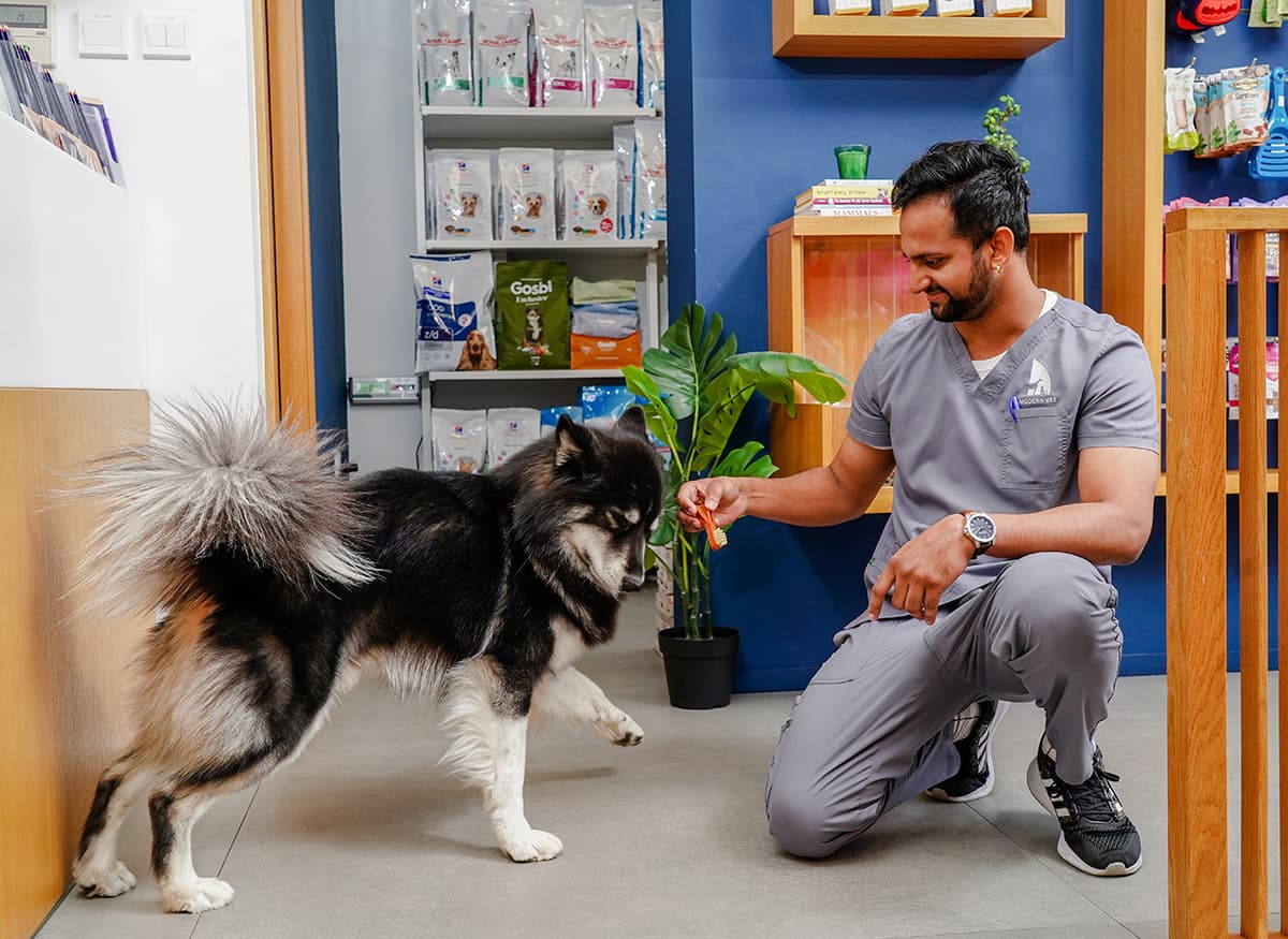 Urgencias veterinarias