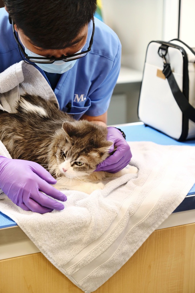 Veterinarios profesionales de CanOn en acción